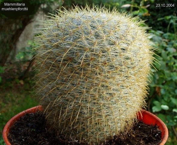 Mammillaria _muehlenpfordtii _a1